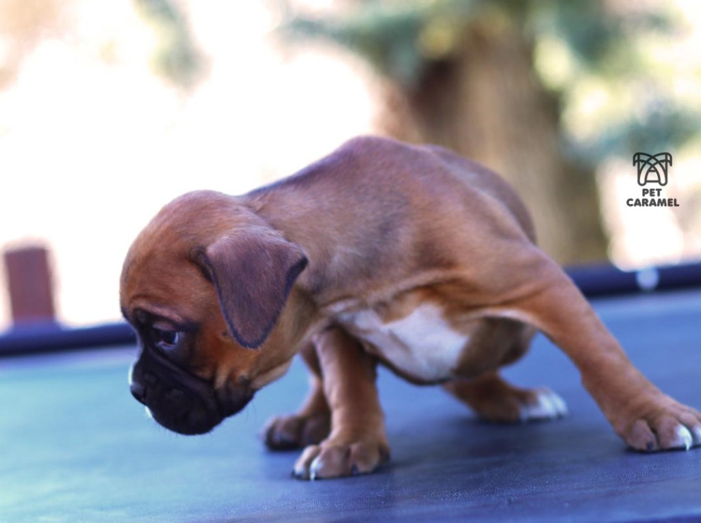 female fawn cute caramel for sale
