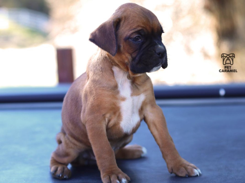 female puppy for sale in California