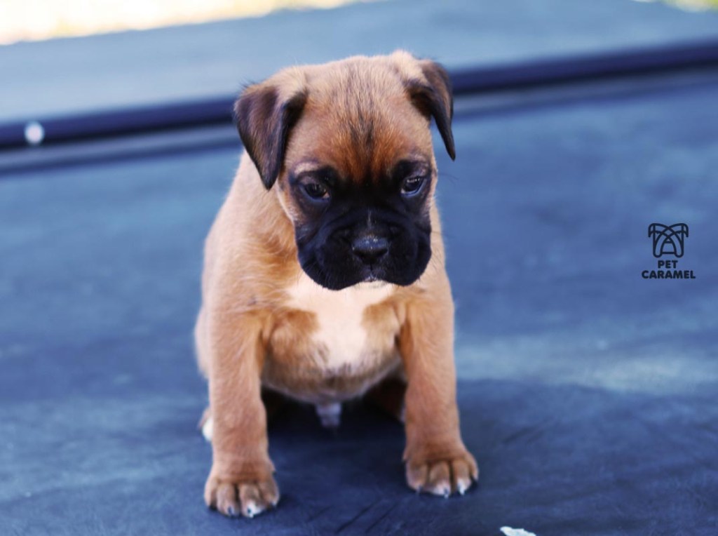 boxer male puppy for sale