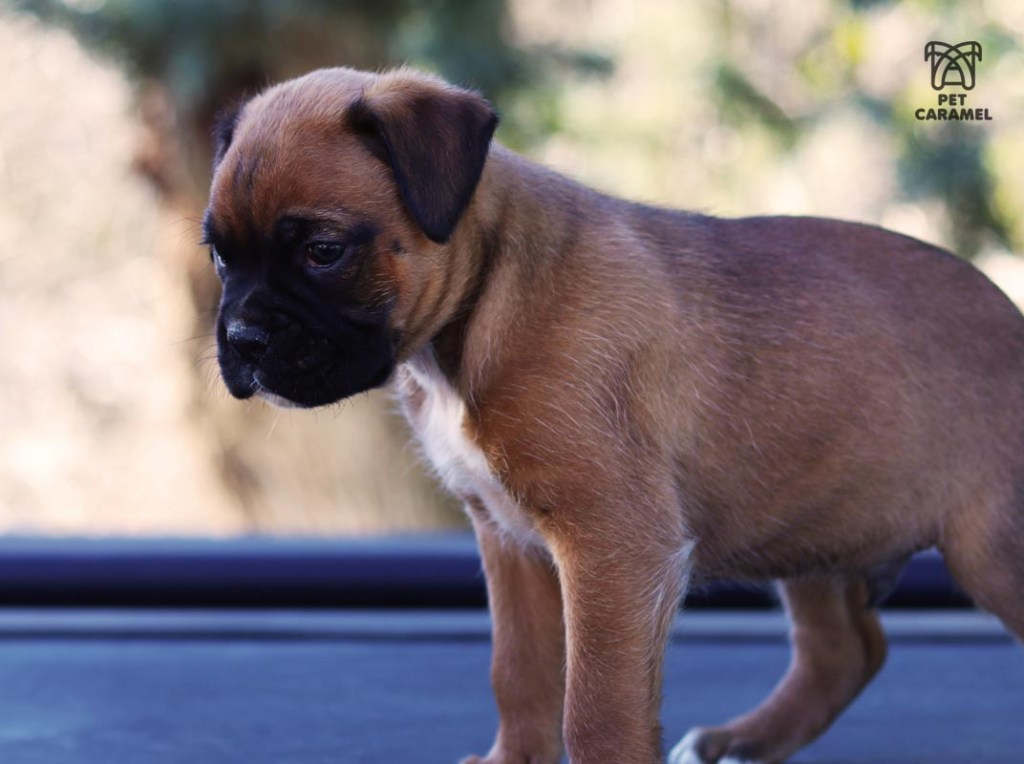 female fawn for sale