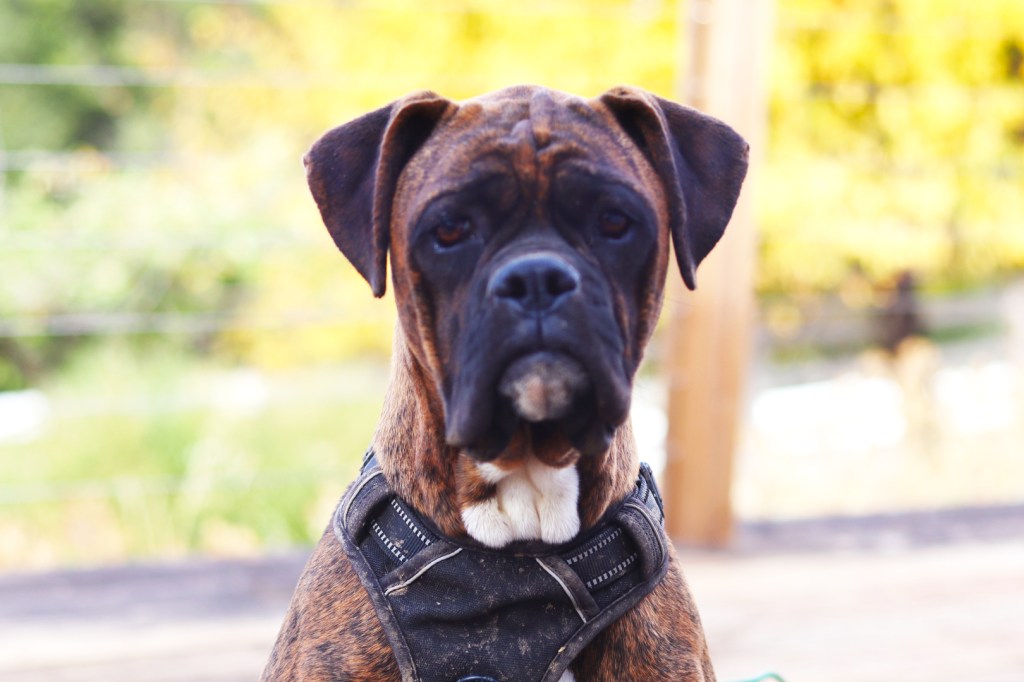 Miracle Brindle Boxer Dog