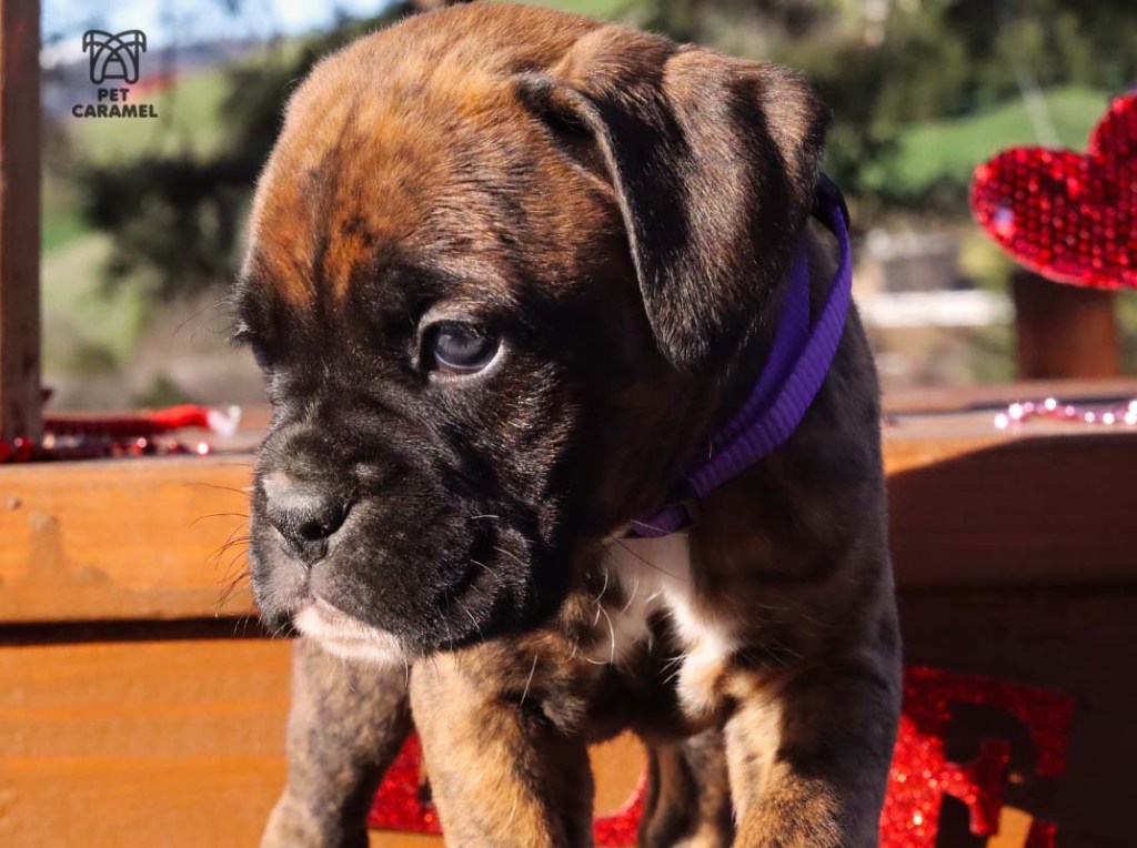 brindle boxer puppy akc for sale - price