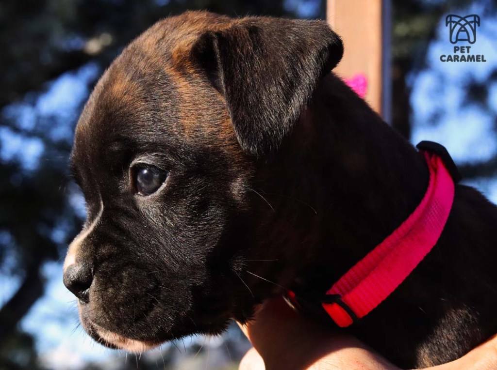 brindle black female boxer puppy in california for sale