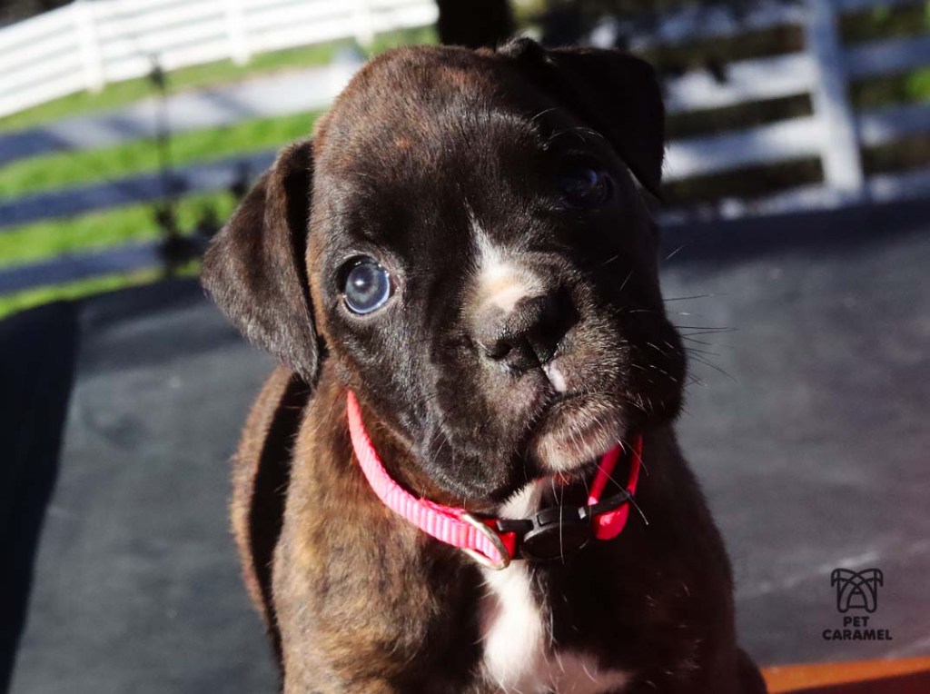 brindle black female boxer puppy in california for sale