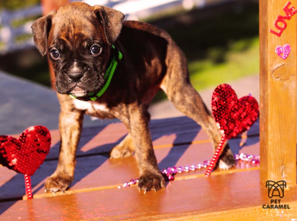 brindle puppy boxer | Boxer Breeder in Bay Area