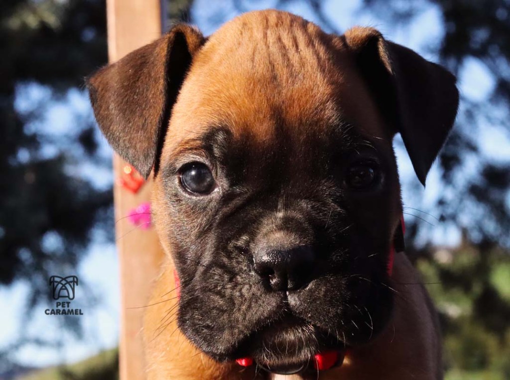 female fawn cute boxer puppy for sale 