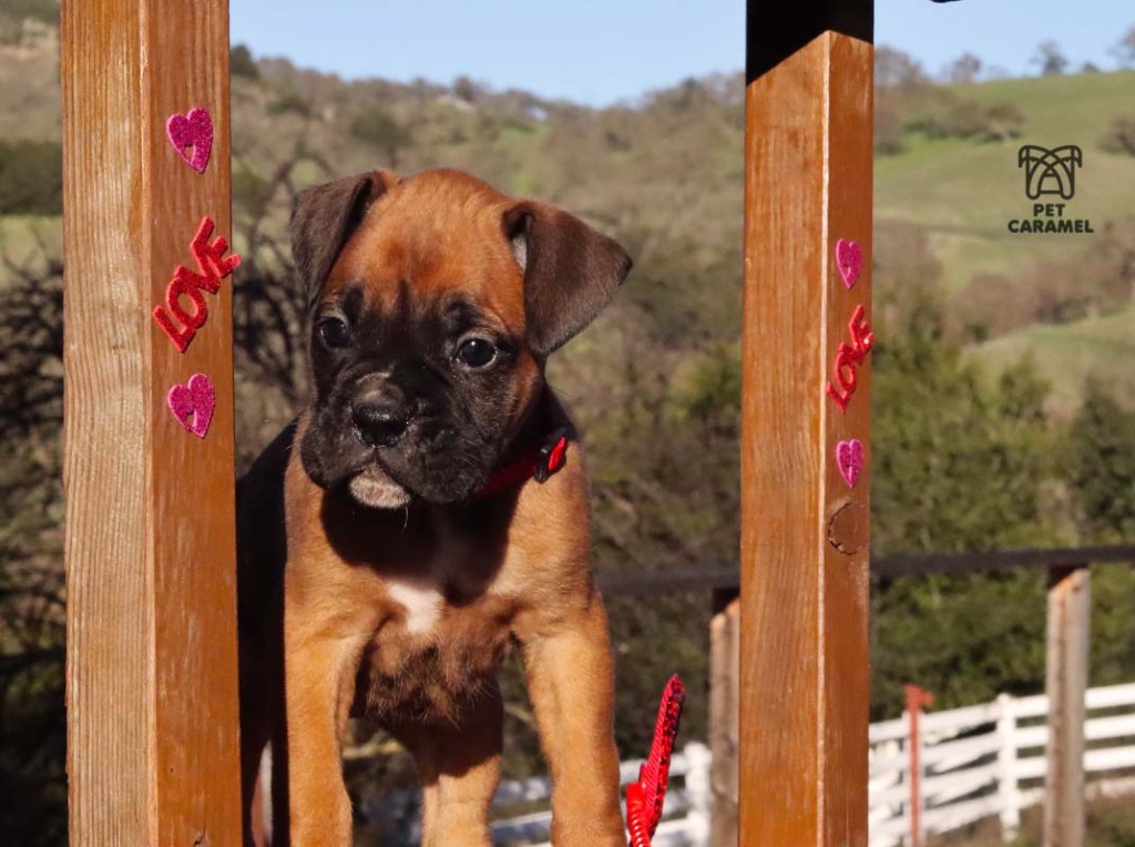 Female Fawn Boxer Puppy for sale in the bay area