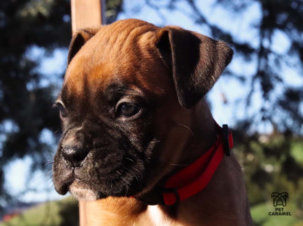 Female Fawn Boxer Puppy for sale