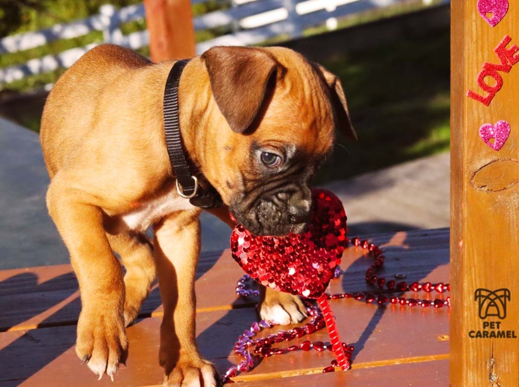 Black mask boxer puppy for sale in California Bay Area