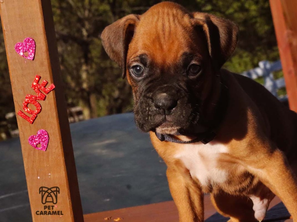 Black mask boxer puppy for sale in California Bay Area