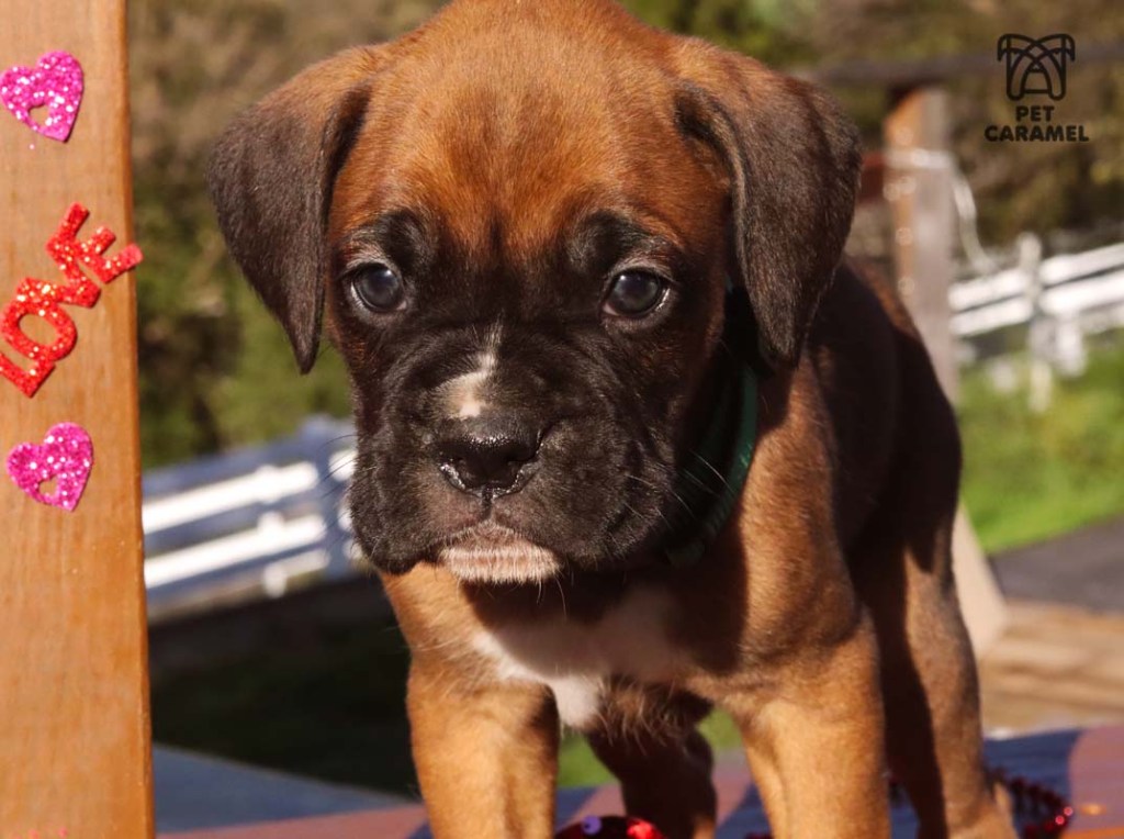 boxer puppy black mask male fawn for sale in bay area California