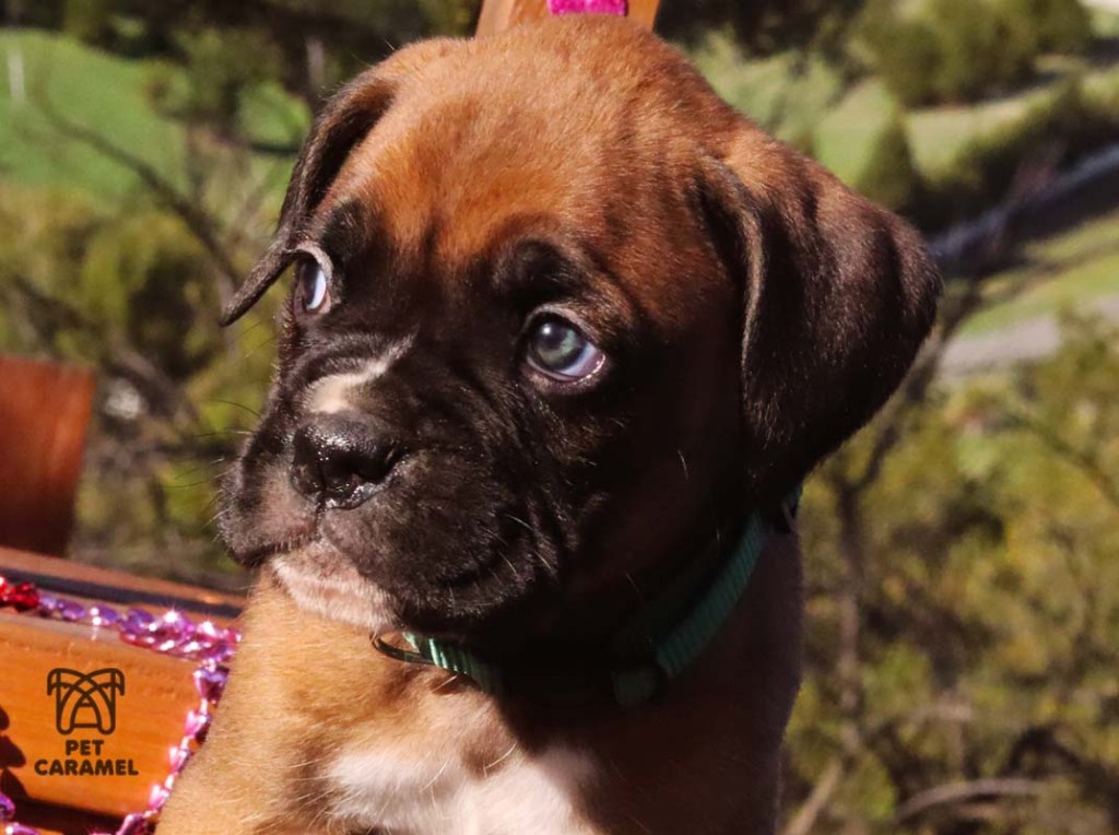 boxer puppy black mask male fawn for sale in bay area California