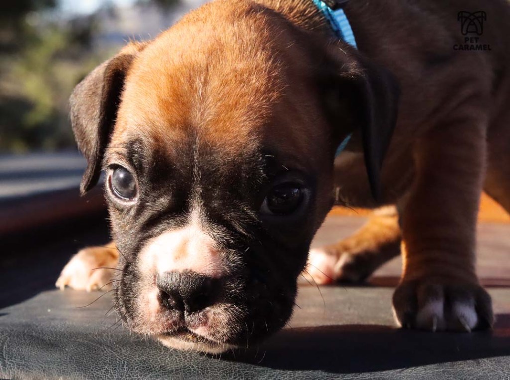 boxer puppies for sale in California good breeder