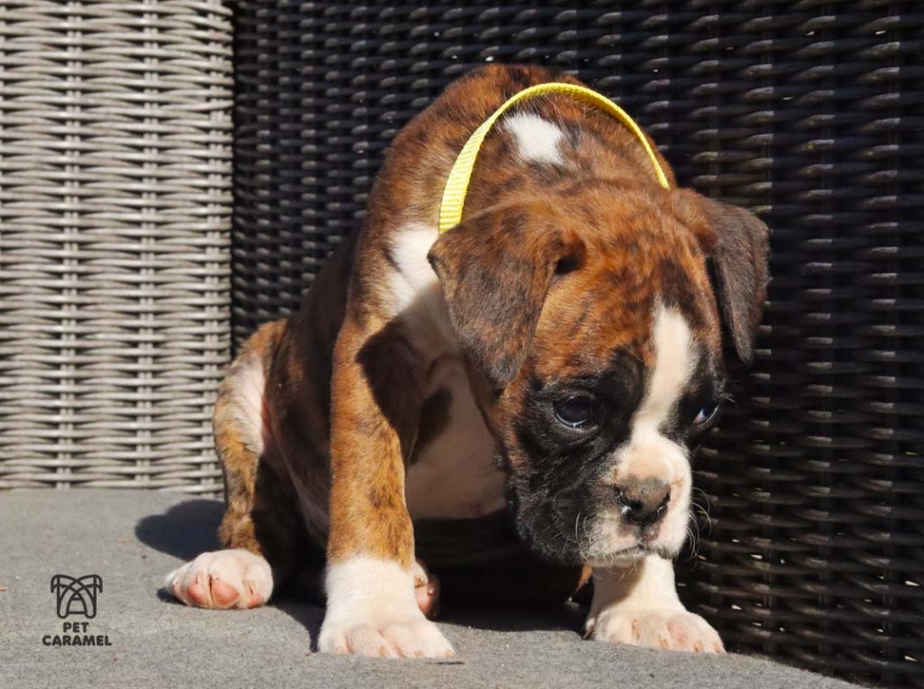euro brindle puppy female for sale in bay area