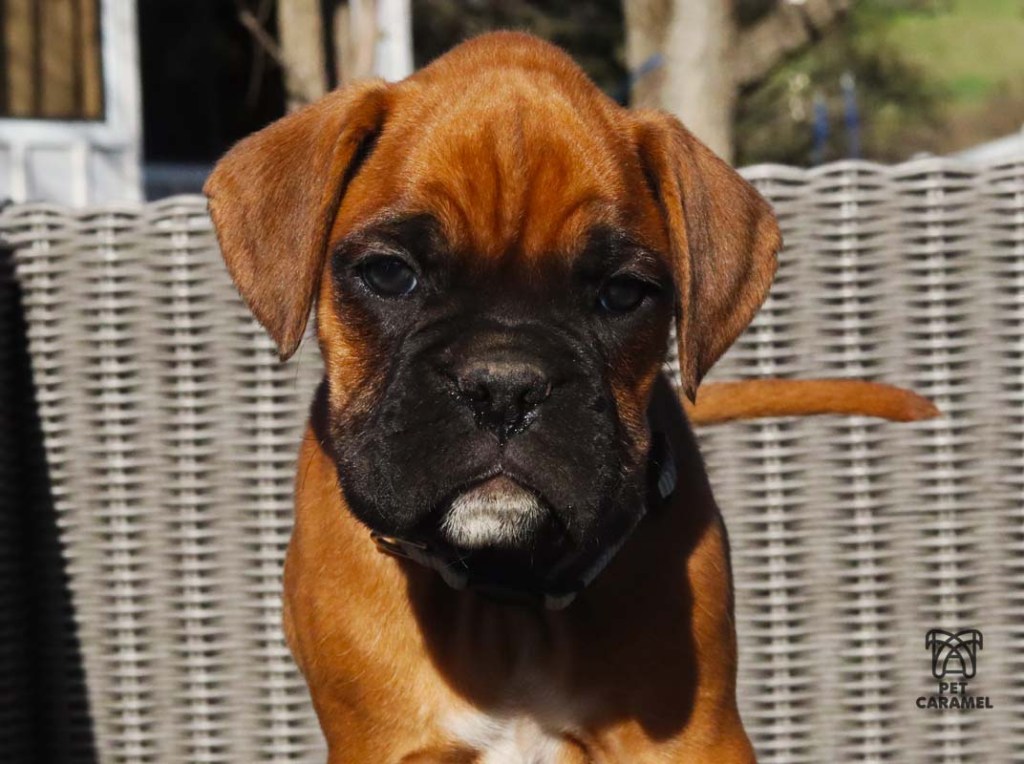 Boxer fawn male puppy avaliable