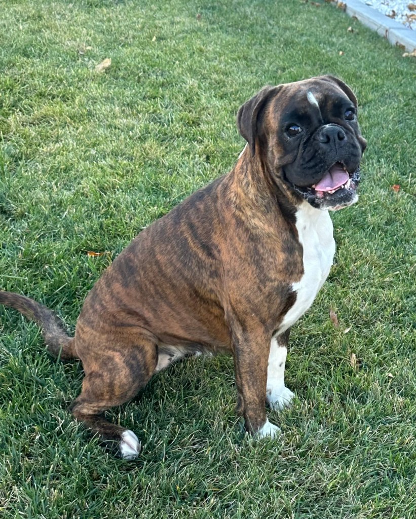 female brindle boxer