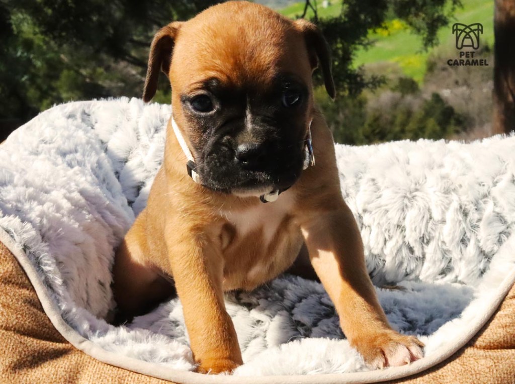 Female Boxer AKC fawn for sale tail docked