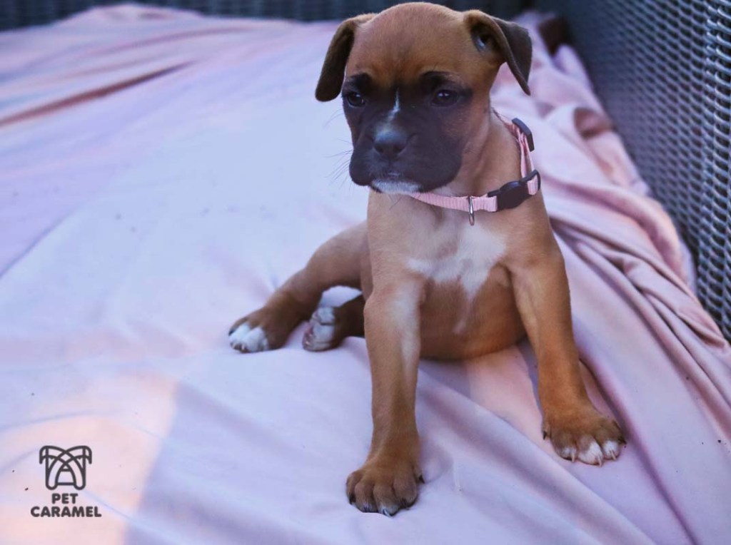 female fawn for sale