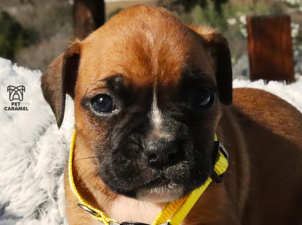 fawn female puppy in bray are boxer breeder