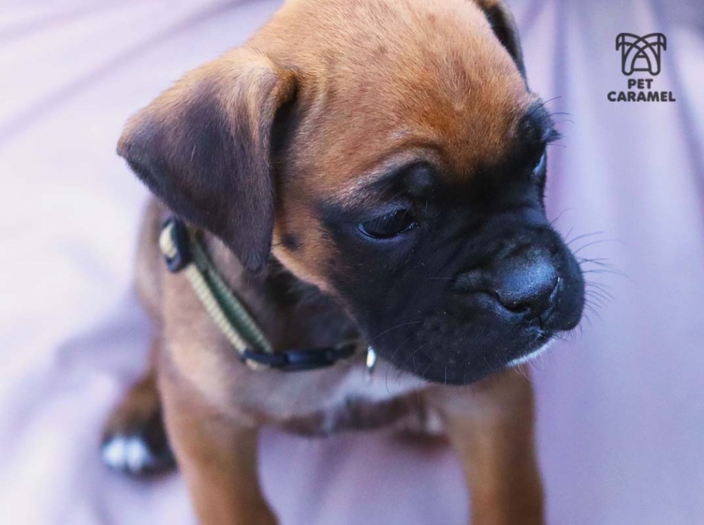 female black face boxer for sale in the bay area