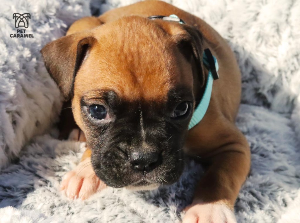 female boxer puppy for sale