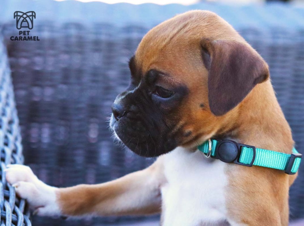 female boxer puppy for sale