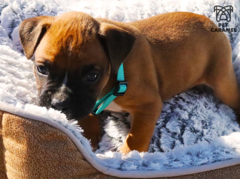 boxer akc male puppy fawn for sale A
