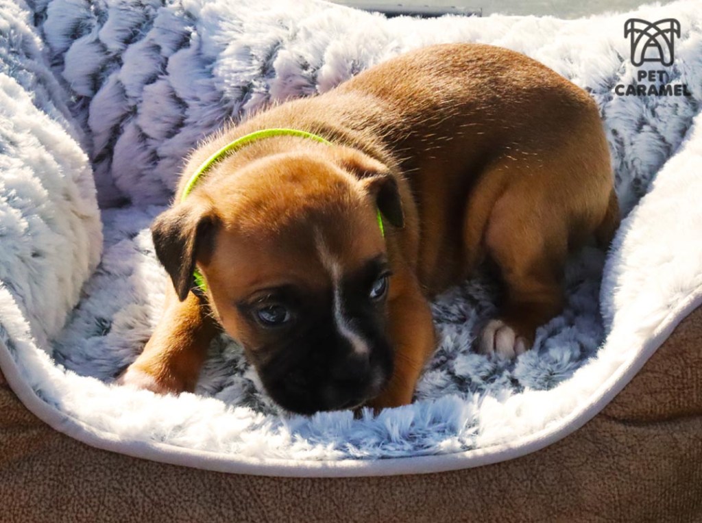 boxer puppy fawn akc male for sale in the bay area