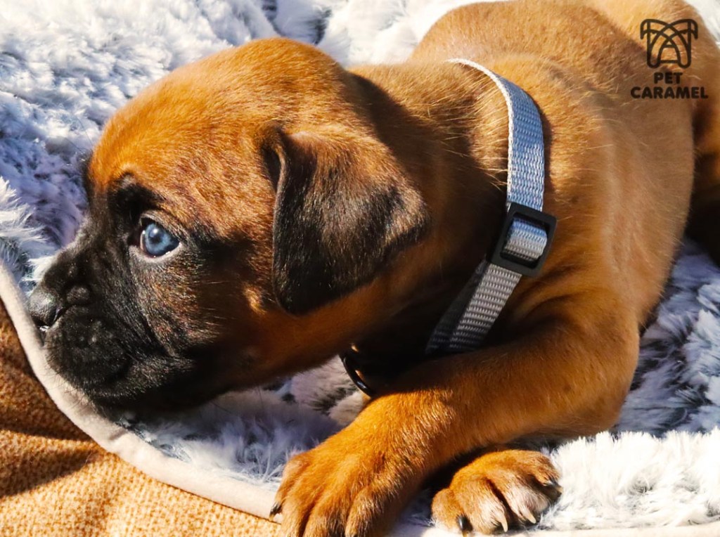 boxer breeder in california