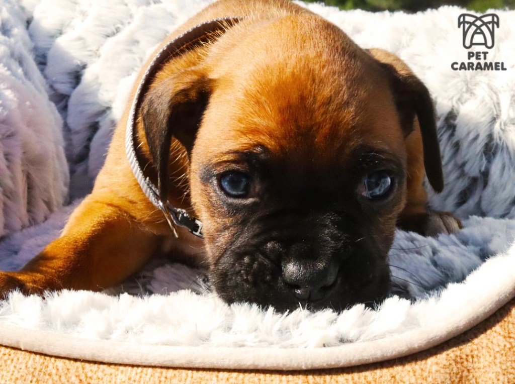 bay area boxer breeder that i can trust