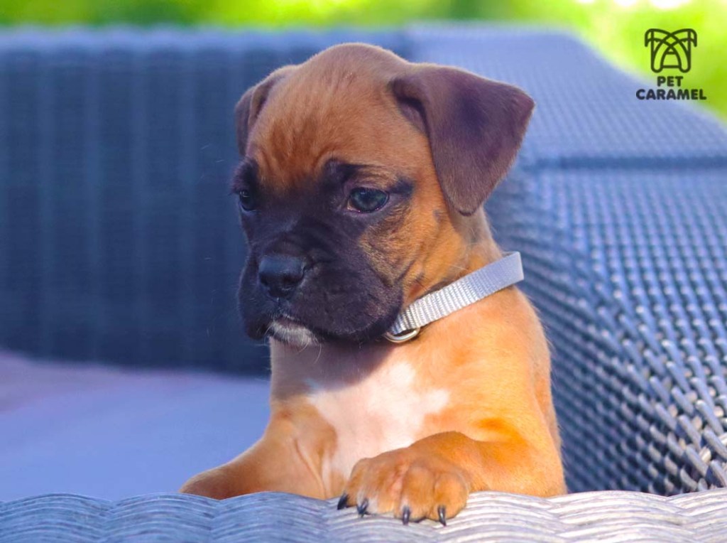 male boxer puppy for sale in bay area