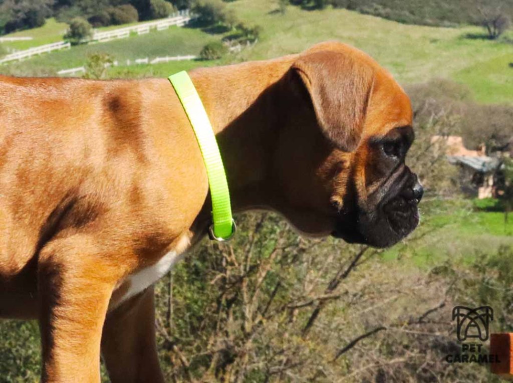 male euro boxer for sale