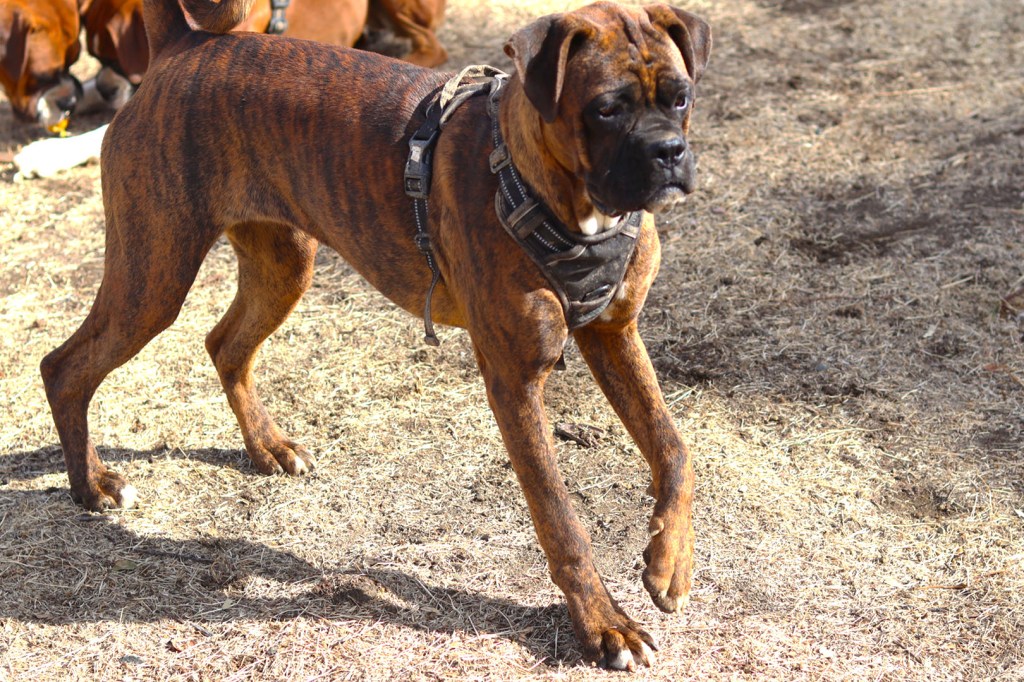 boxer brindle female in bay area California