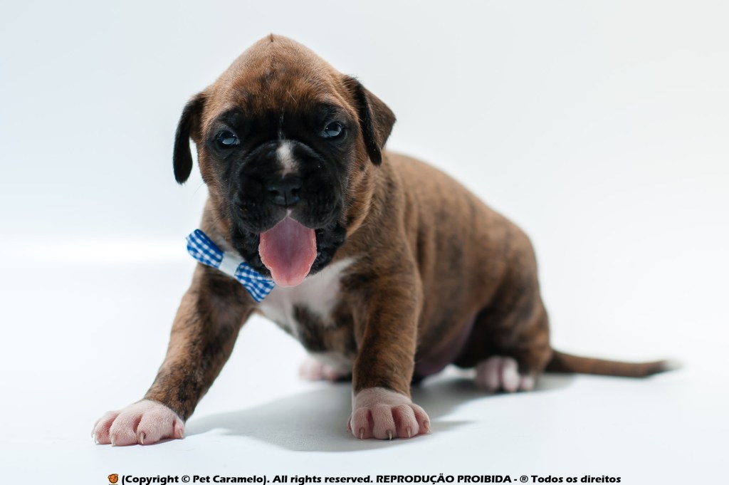 boxer breeder AKC for sale in Anaheim, CA