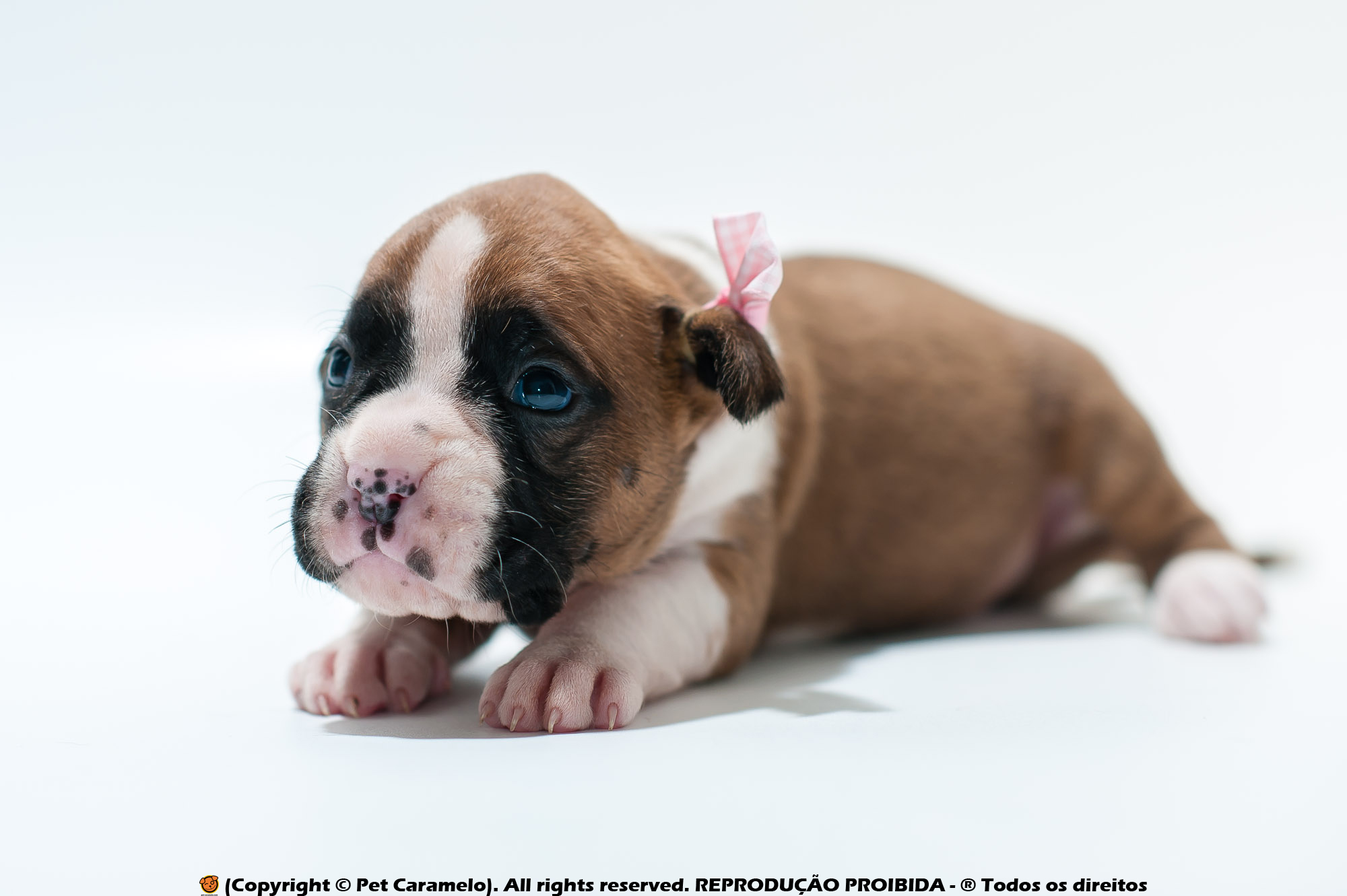 boxer puppies for sale in Anaheim, CA