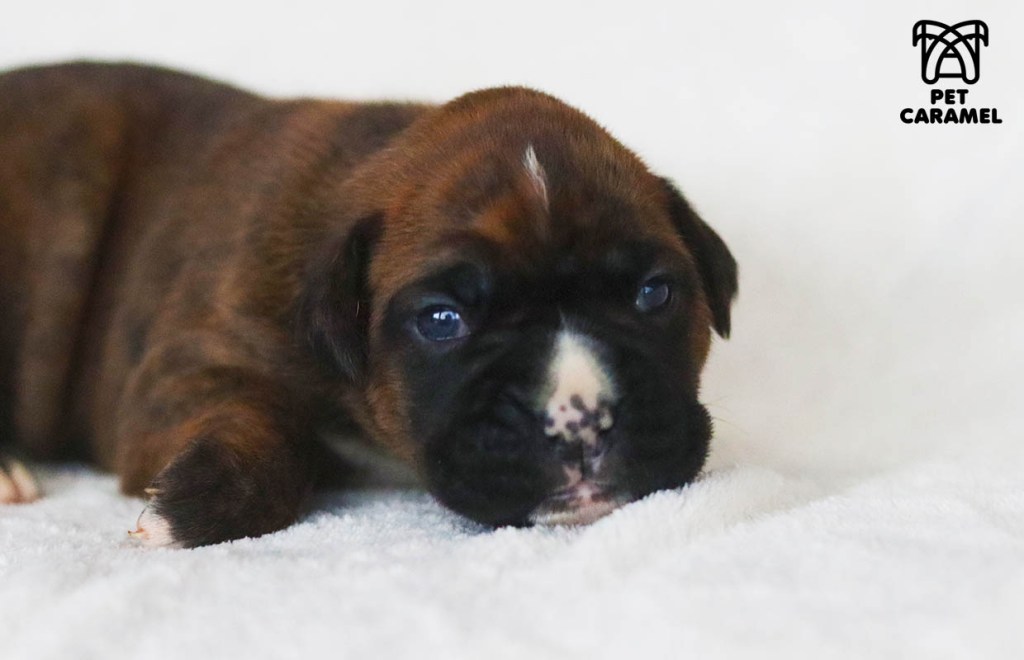 Boxer puppy for sale in Los Angeles California