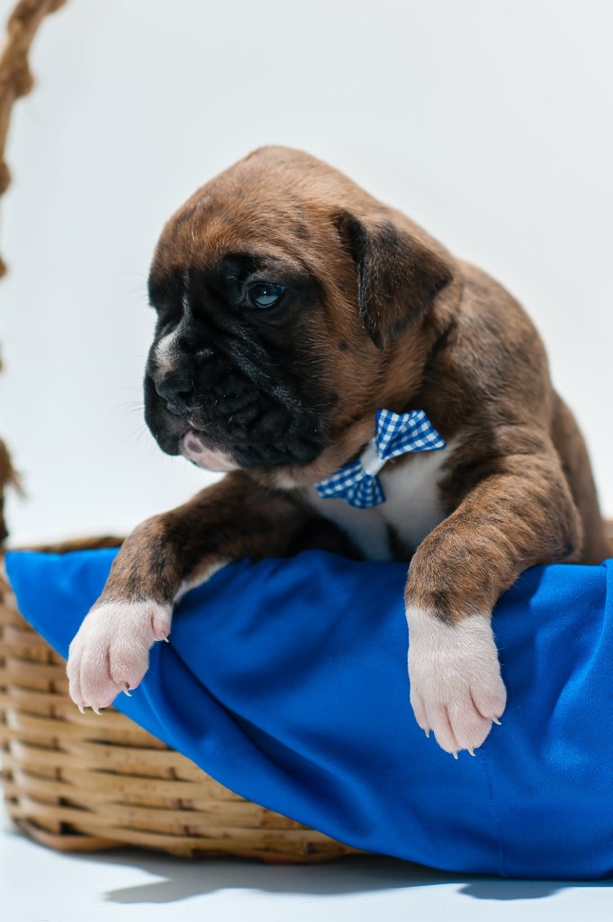 boxer brindle puppy for sale in sacramento
