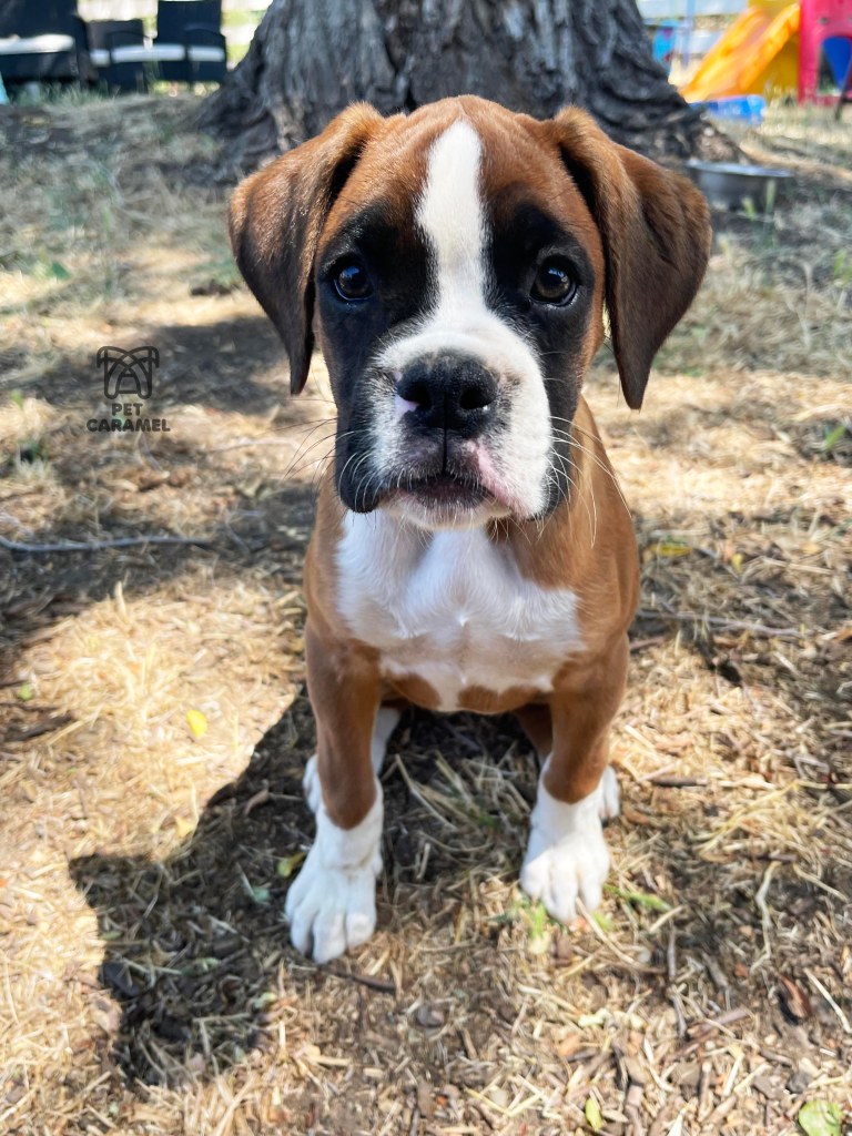 cali is a cute boxer puppy