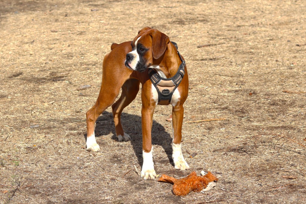 Cali Fawn Boxer European Puppy