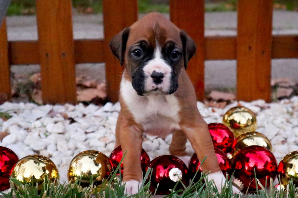 Boxer puppy fawn female for sale in Sacramento
