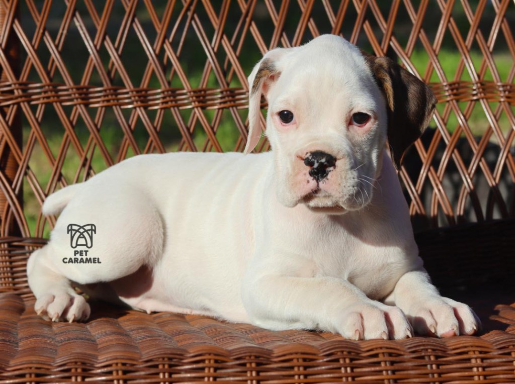 boxer puppy white akc for sale ear brown