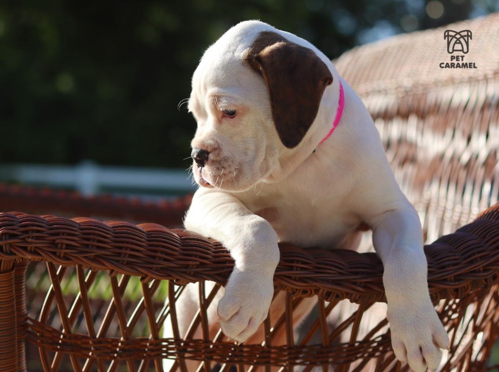 cute boxer puppy white akc for sale ear brown