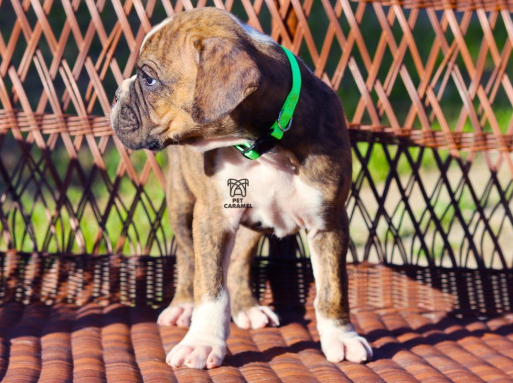 akc boxer brindle for sale male