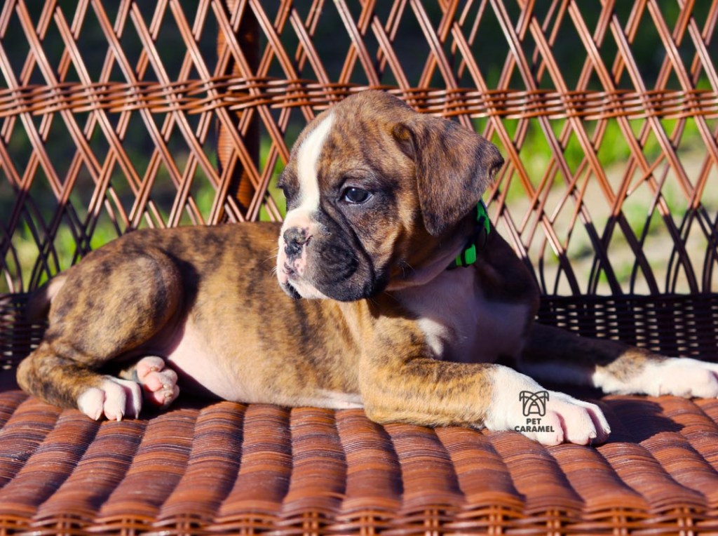 akc boxer puppy for sale