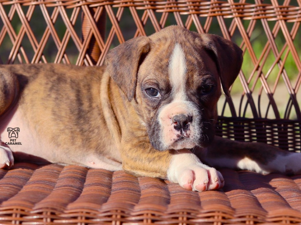 akc boxer puppy for sale
