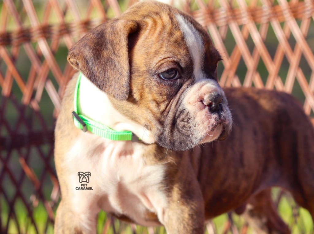 boxer puppy brindle akc