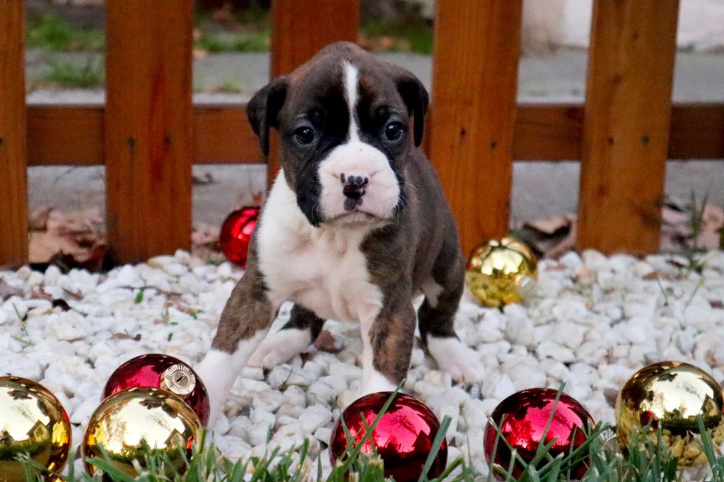 Boxer puppy Brindle for sale in Sacramento