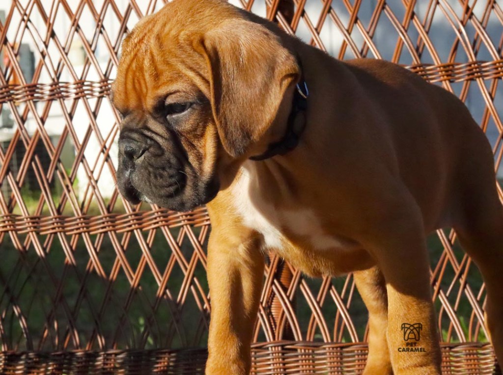 MALE AKC BOXER FOR SALE AKC