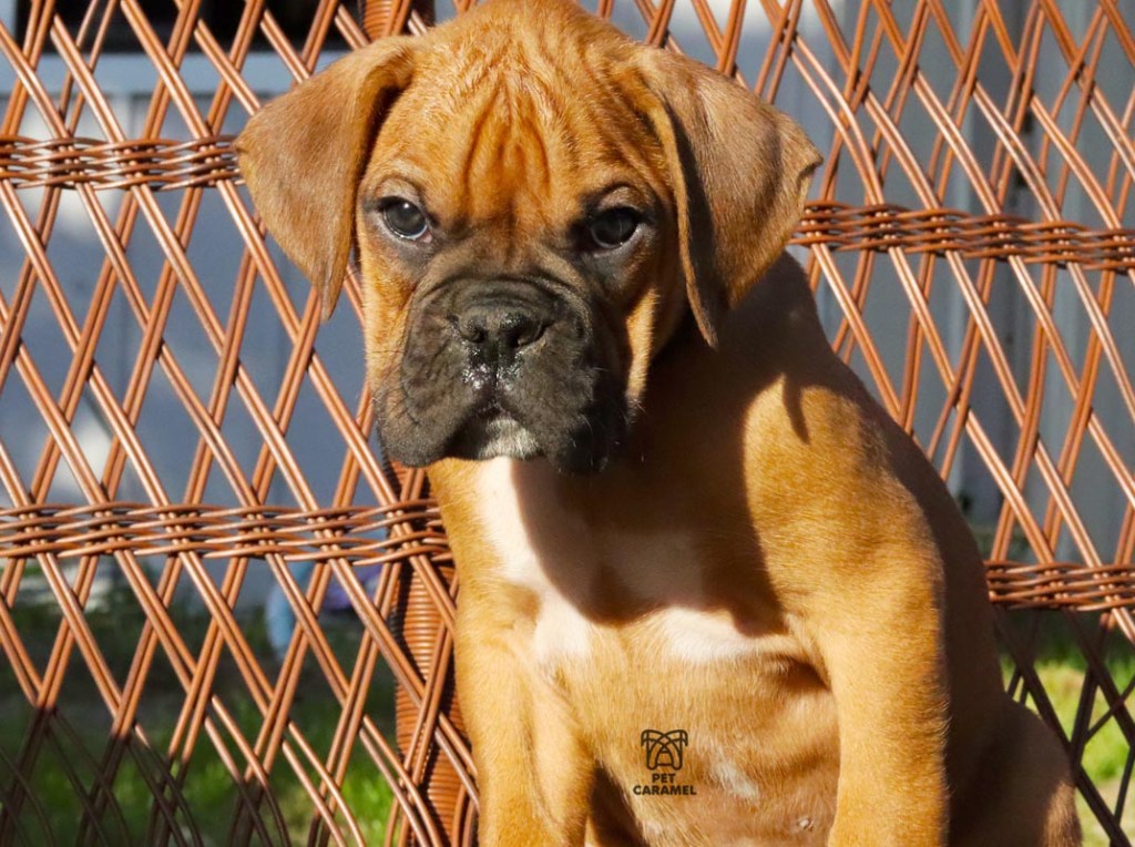 male fawn available Anaheim California