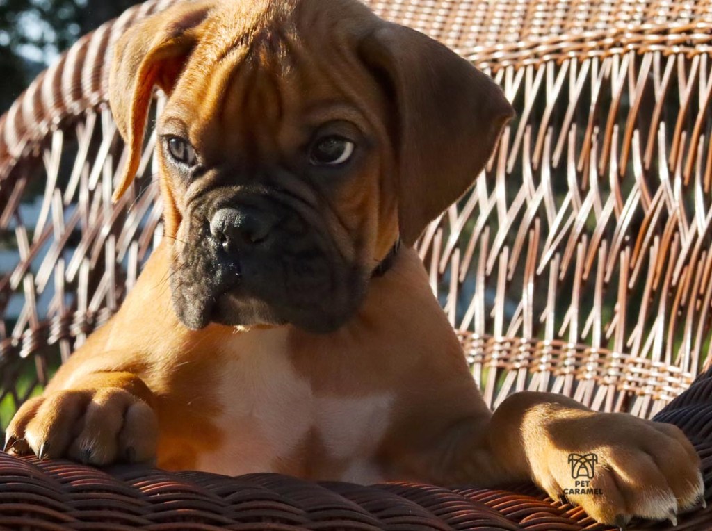 MALE BOXER FAWN AKC IN BAY AREA